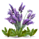 Lavender Tea Tree Clarifying Skin Cream - Vegan friendly